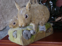 Cottontail Rabbits 1982