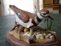 Killdeer 1978