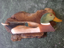 Mallard Duck 1978