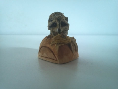 Raccoon